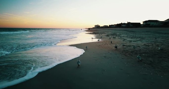 Seagulls on beach at sunset, aerial