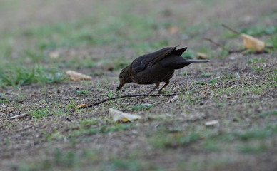 Amsel  weiblich bei der Futtersuche auf der Wiese Boden