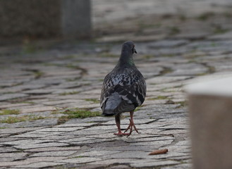 Taube beim Gehen durch die Stadt Stadttaube