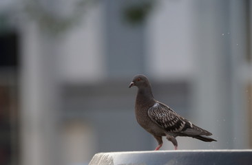 Taube auf Brunnen Stadttaube anthrazit grau
