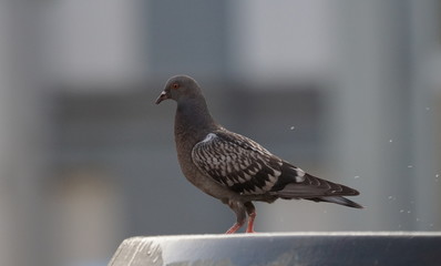 Taube auf Brunnen Stadttaube grau anthrazit