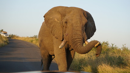 Fototapeta na wymiar An wild elephant at a Game Reserve Safari in Africa