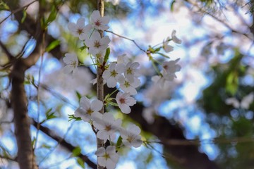 Sakura 