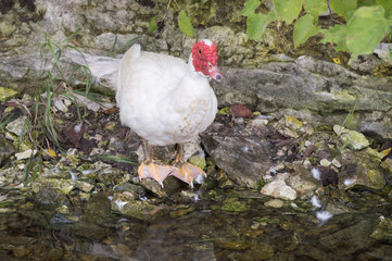 A white Muscovy drake standing next to the edge of a creek.