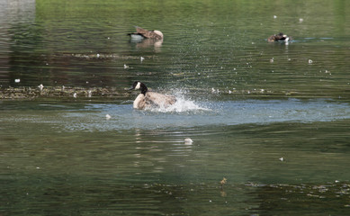 A Canada Goose splashing water in a pond.