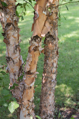 Paper-thin tree bark slowly peeling away from the trunk.