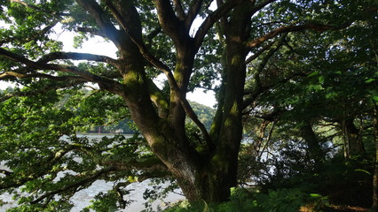 arbre