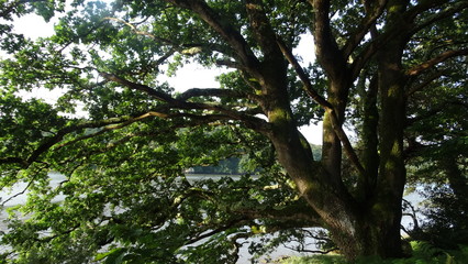 arbre
