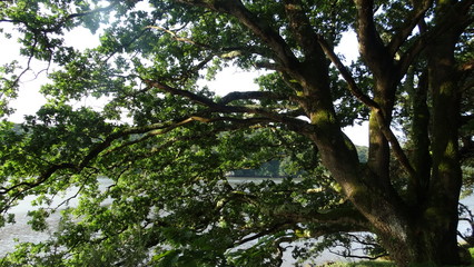 Fototapeta premium arbre