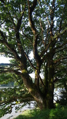 arbre