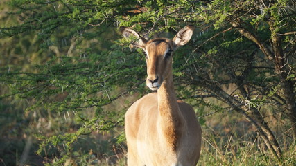 A wild animal impala in Safari, Game Reserve, South Africa