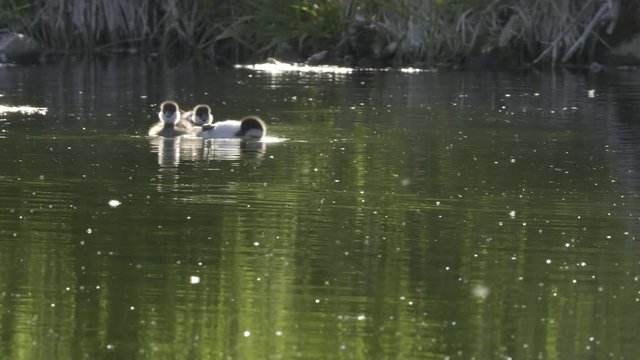back lit common goldeneye ducklings on a pond at grand teton national park in the united states