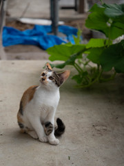 気になる子猫