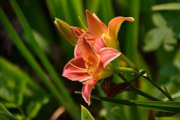 Daylily