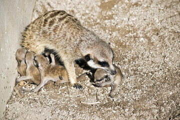 meerkat and babies