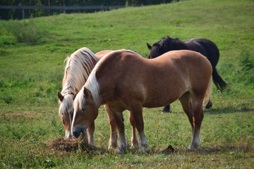 Horses Grazing