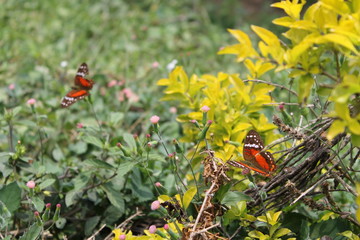MARIPOSAS
