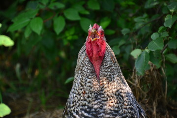 Rooster