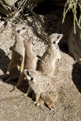 meerkat and babies