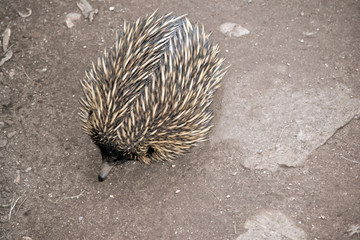 echidna