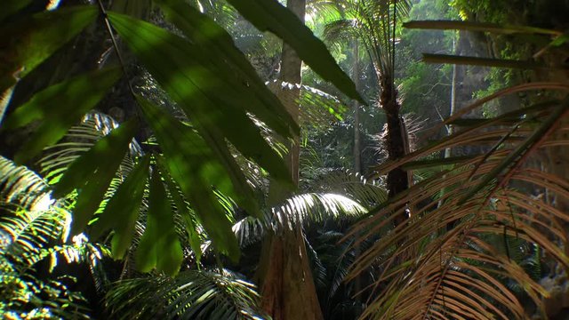 Dense jungle thicket illuminated by sun breaking through foliage of tropical plants and branches of palm trees slightly swaying in wind on foreground. Incredible shadowy tropical rainforest.