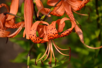Tiger Lily Henry