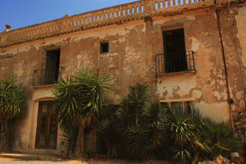 Fototapeta premium MURALLAS DE PALMERAS