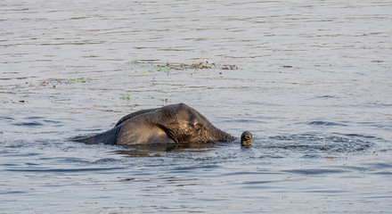 Fototapeta premium Elephant Swimming