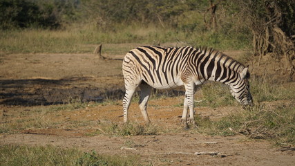 Obraz na płótnie Canvas A wild zebra in Safari, Game Reserve, South Africa