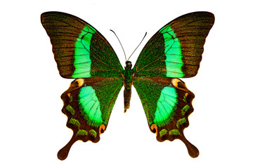 Papilio palinurus on a white background