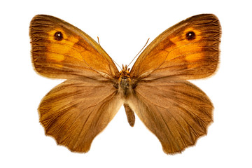 Maniola jurtina on a white background