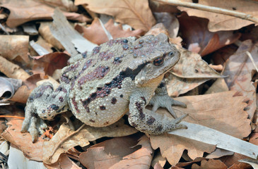 Toad (Bufo gargarizans) 41