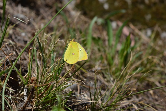 mariposa