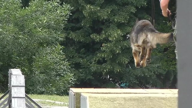 German Shepherd Dog | competitions of dog handlers | obstacle course