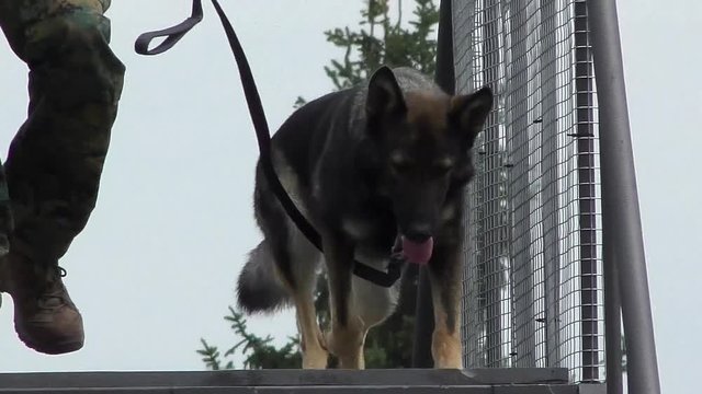 German Shepherd Dog | competitions of dog handlers | obstacle course