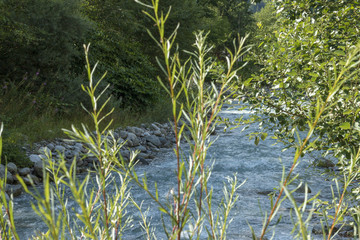 plant and stream (arve chamonix) 01