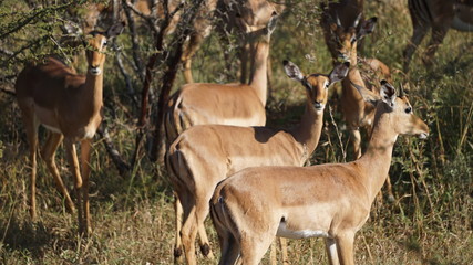 A wild animal impala in Safari, Game Reserve, South Africa