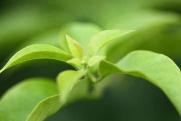 Obraz premium green plant leaf feel fresh and clam blur background