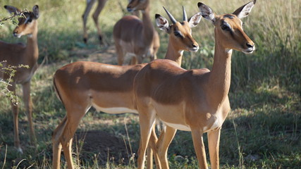 A wild animal impala in Safari, Game Reserve, South Africa
