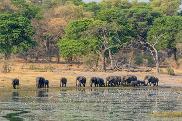 Elephants Drinking