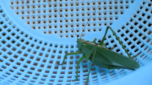 Big green locust female