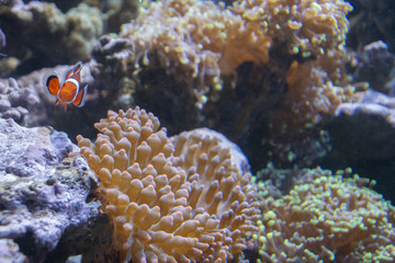 Fototapeta na wymiar The Boston Aquarium has a wide variety of Fish, Animals, and Corals