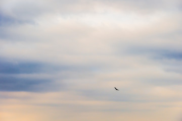 Single large bird flying in the sky with contrasting cloudy and blue sky.