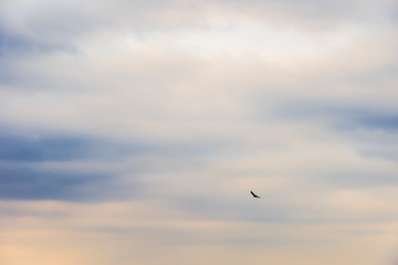 Obraz premium Single large bird flying in the sky with contrasting cloudy and blue sky.