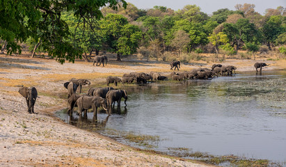 Elephants Drinking