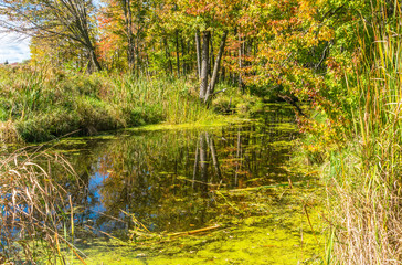 Autumn forest reflection landscape. Forest and a pond, on an idyllic  autumn day, full of sunlit fall colors.