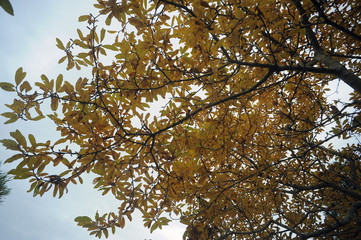 色づいたこぶしの葉