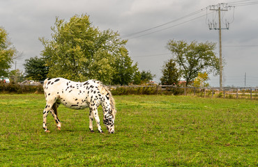 Attractive white horse with black spots, leopard pattern, grazing in a field
