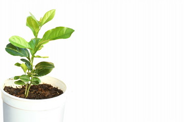 fresh lemon lime citrus fruits plant in  pot