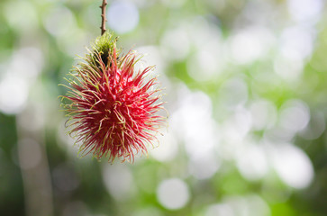 Fresh rambutan on the rambutan tree,asian fruit.